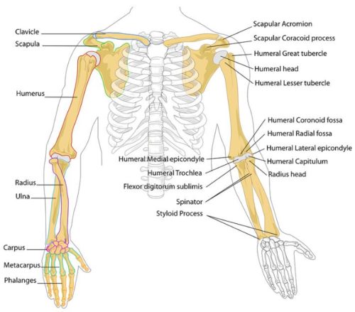 上半身の骨の解剖学